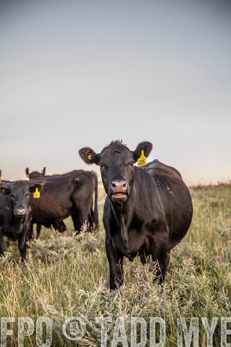 PP_TuckerRanch_NE_July2019-42865