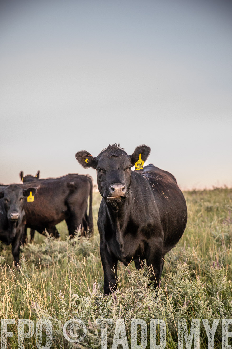 PP_TuckerRanch_NE_July2019-42866