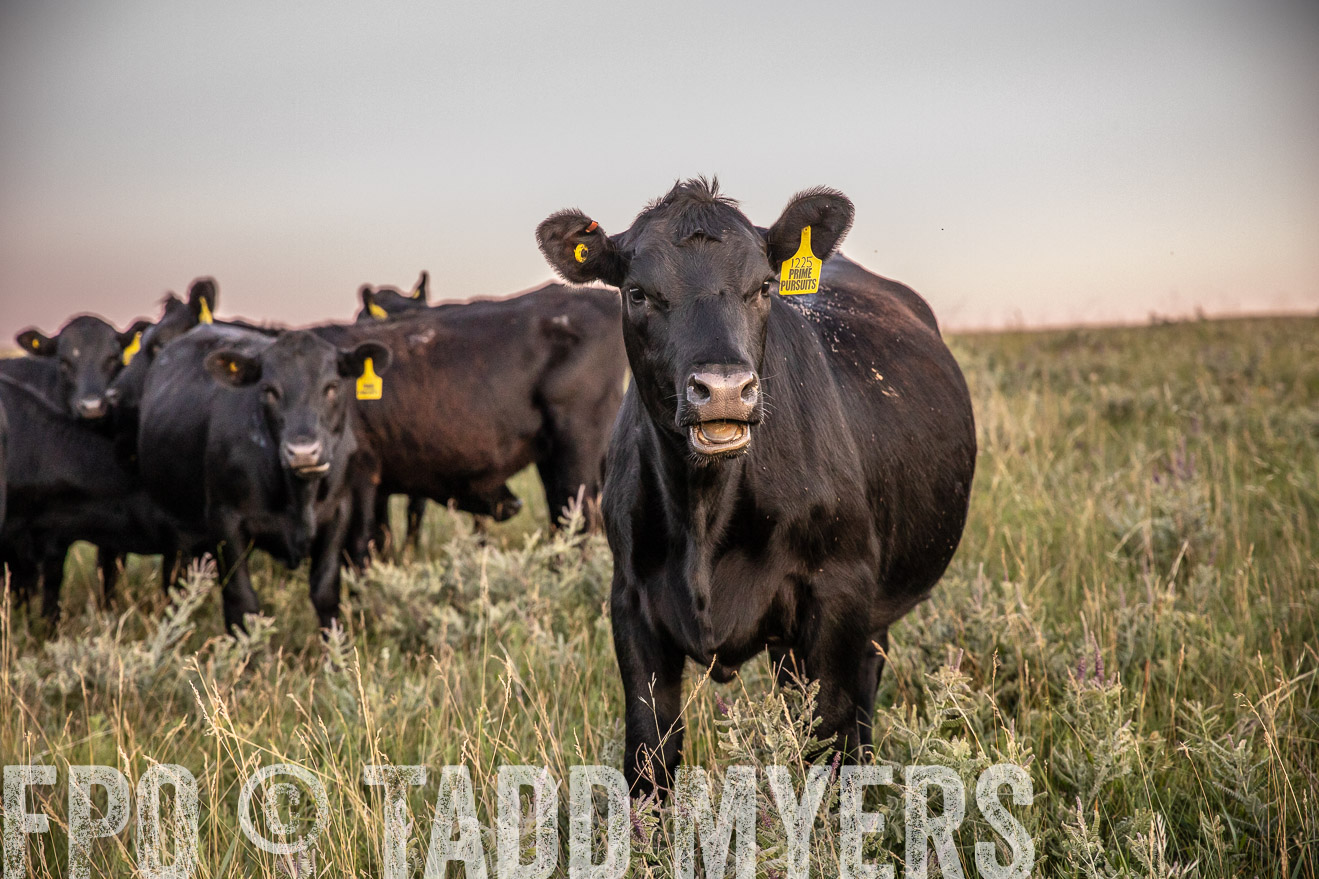 PP_TuckerRanch_NE_July2019-42867