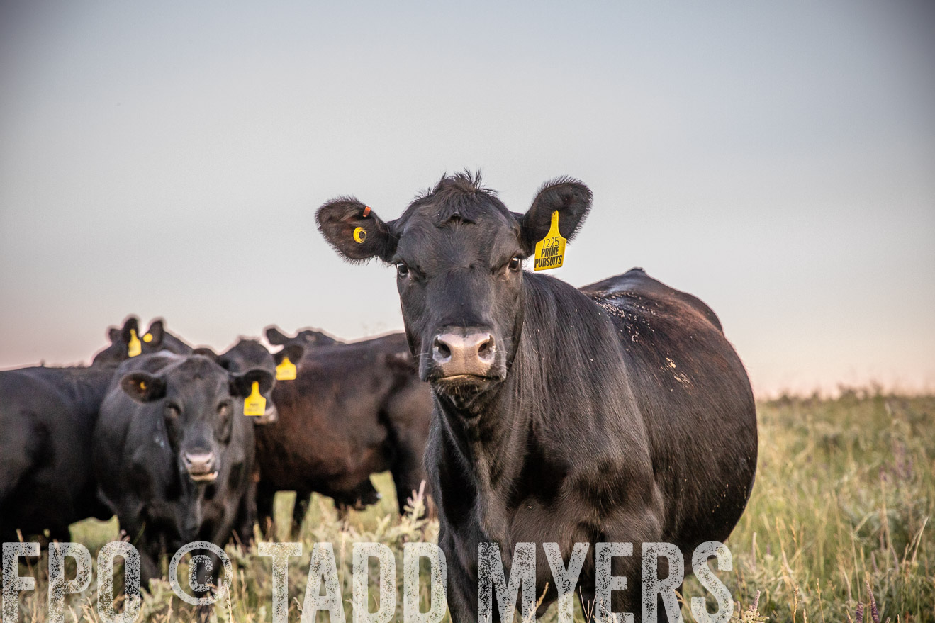 PP_TuckerRanch_NE_July2019-42868