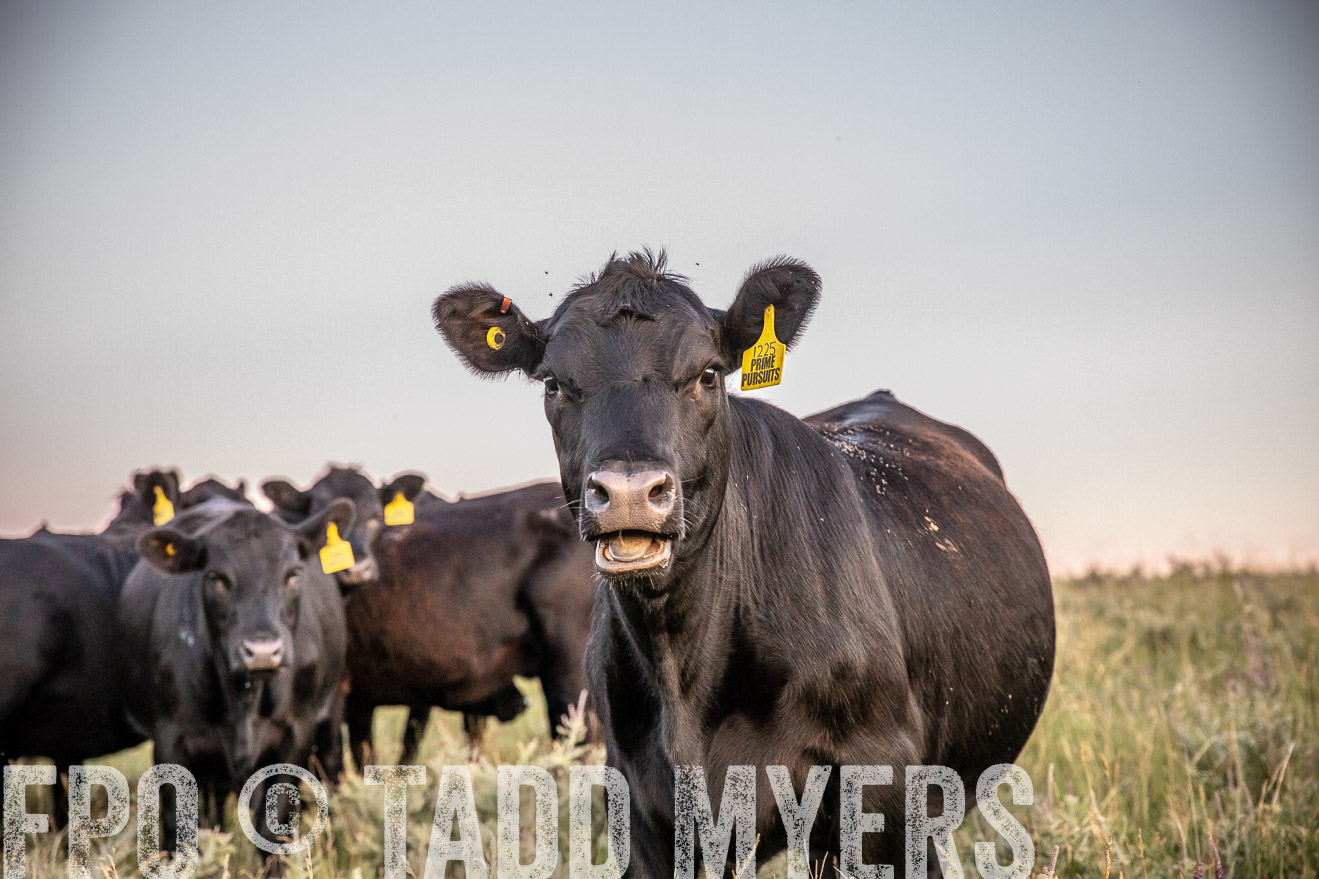 PP_TuckerRanch_NE_July2019-42869