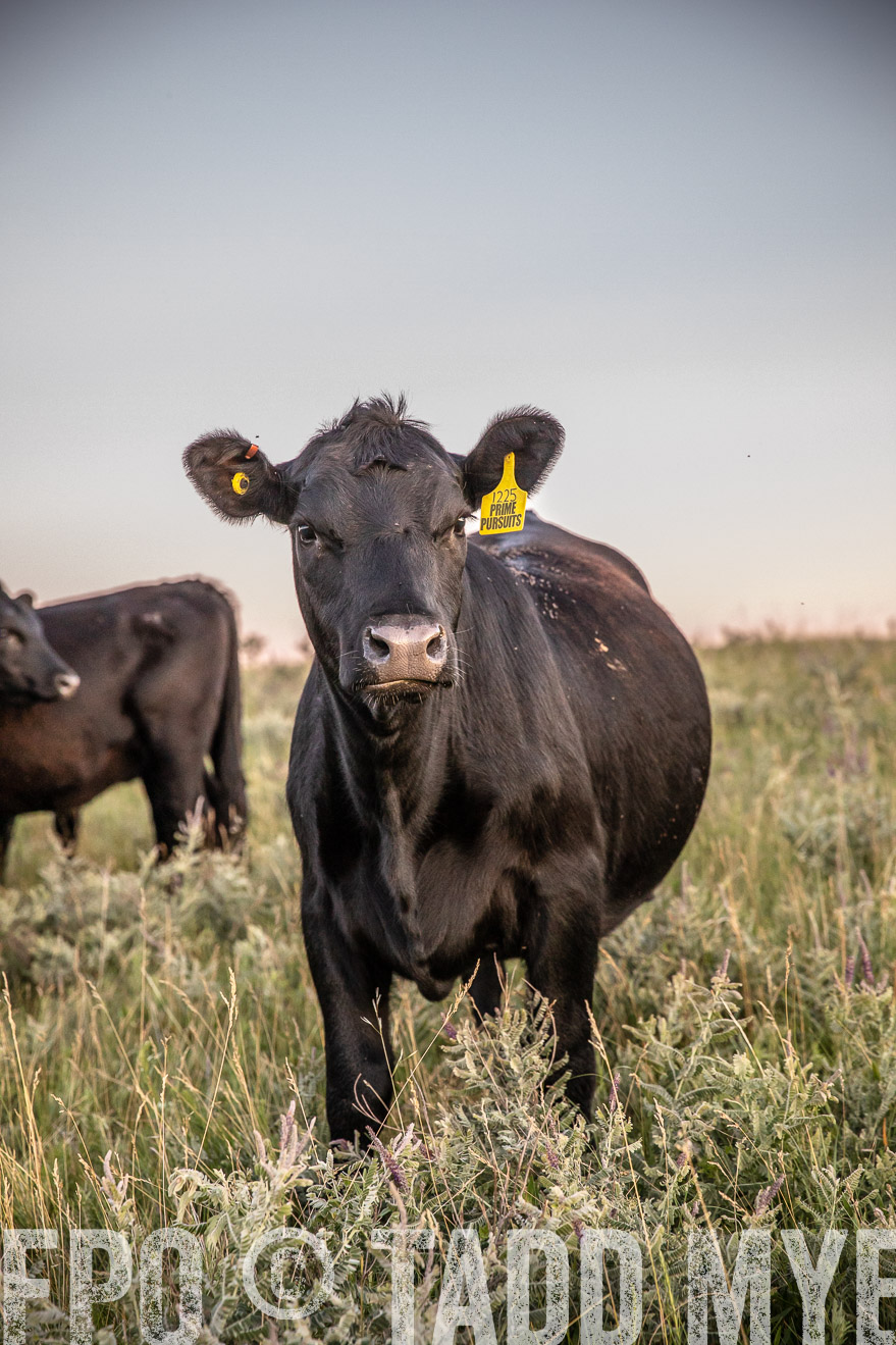 PP_TuckerRanch_NE_July2019-42870