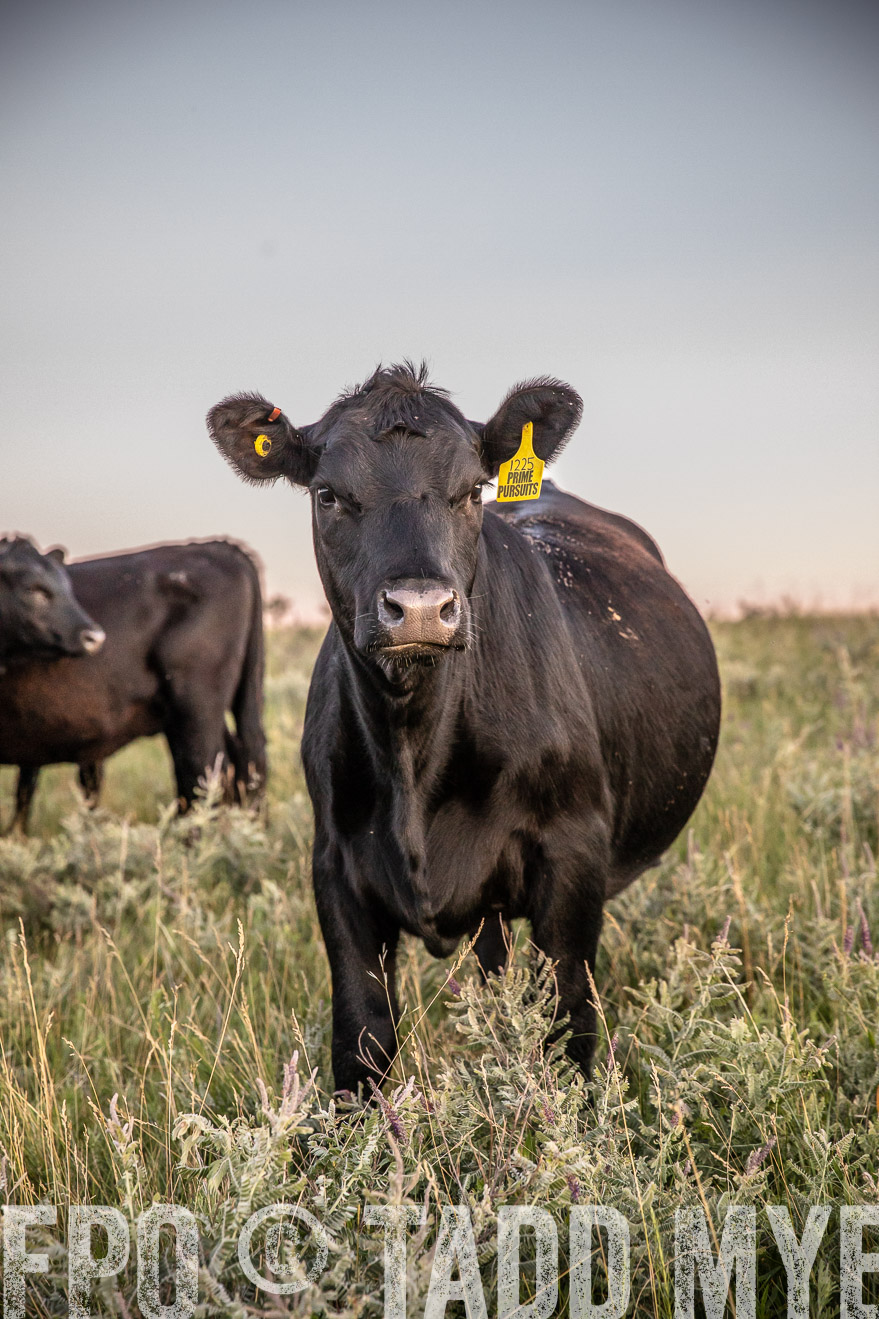 PP_TuckerRanch_NE_July2019-42871