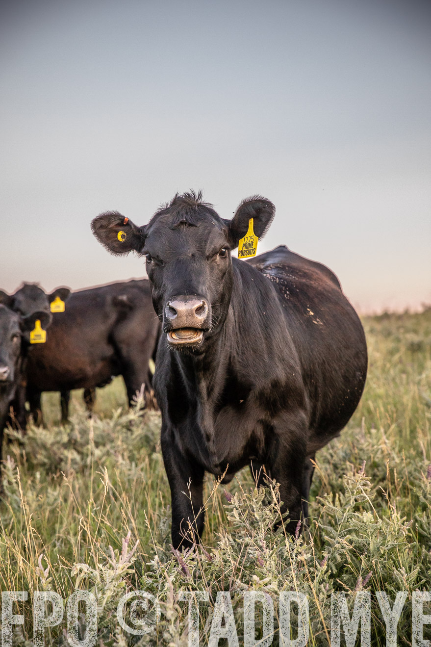 PP_TuckerRanch_NE_July2019-42873