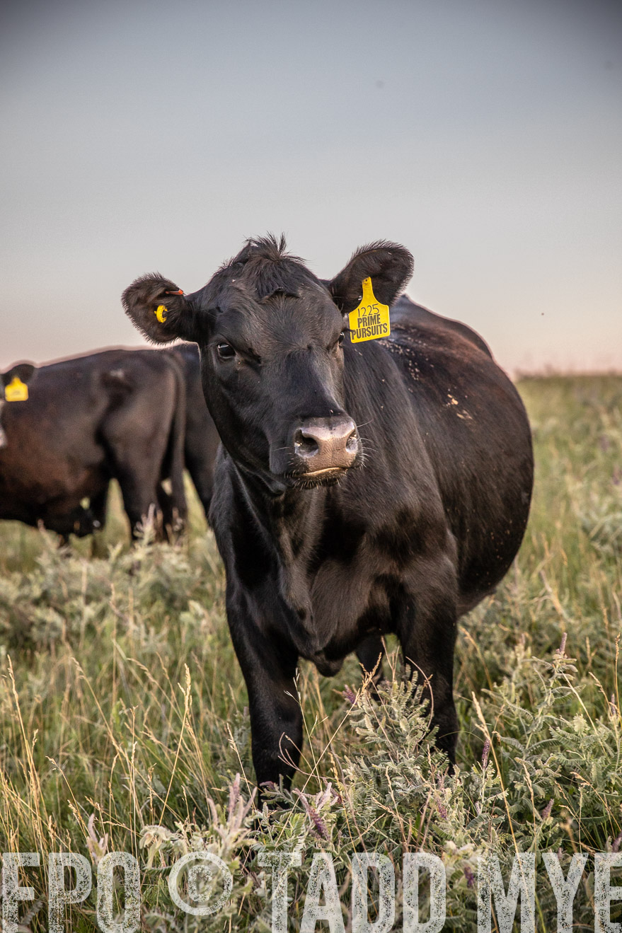 PP_TuckerRanch_NE_July2019-42877