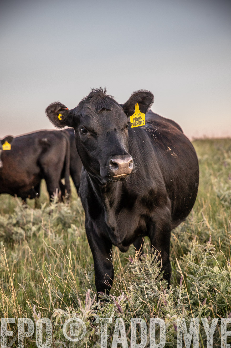PP_TuckerRanch_NE_July2019-42878