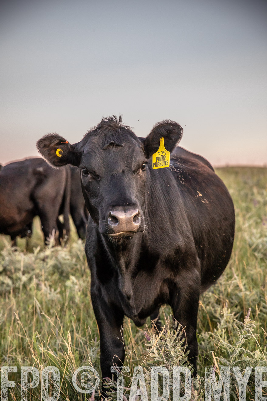PP_TuckerRanch_NE_July2019-42879