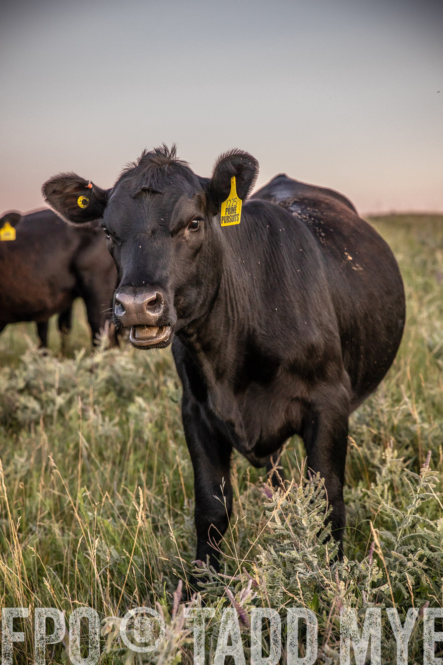 PP_TuckerRanch_NE_July2019-42882
