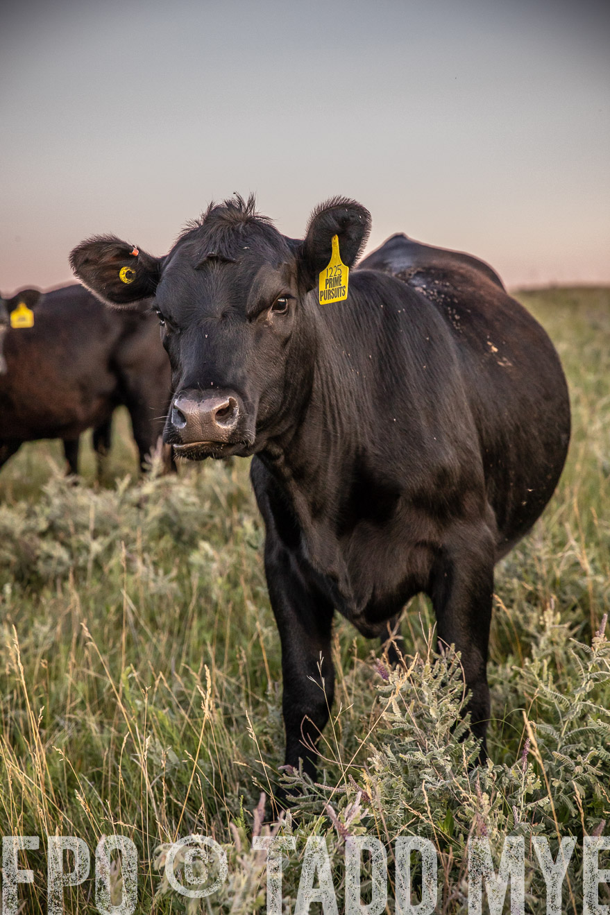 PP_TuckerRanch_NE_July2019-42883