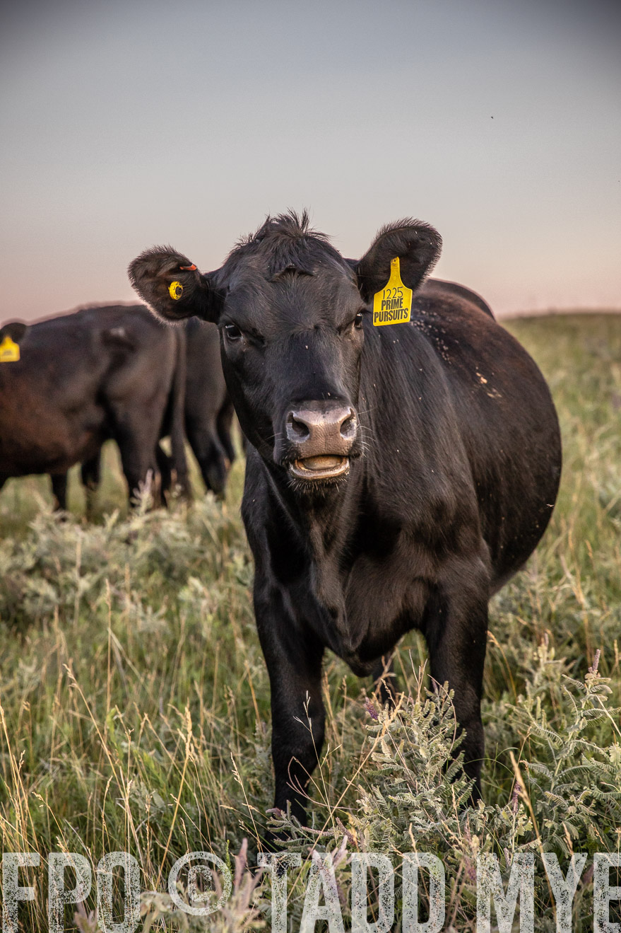 PP_TuckerRanch_NE_July2019-42884