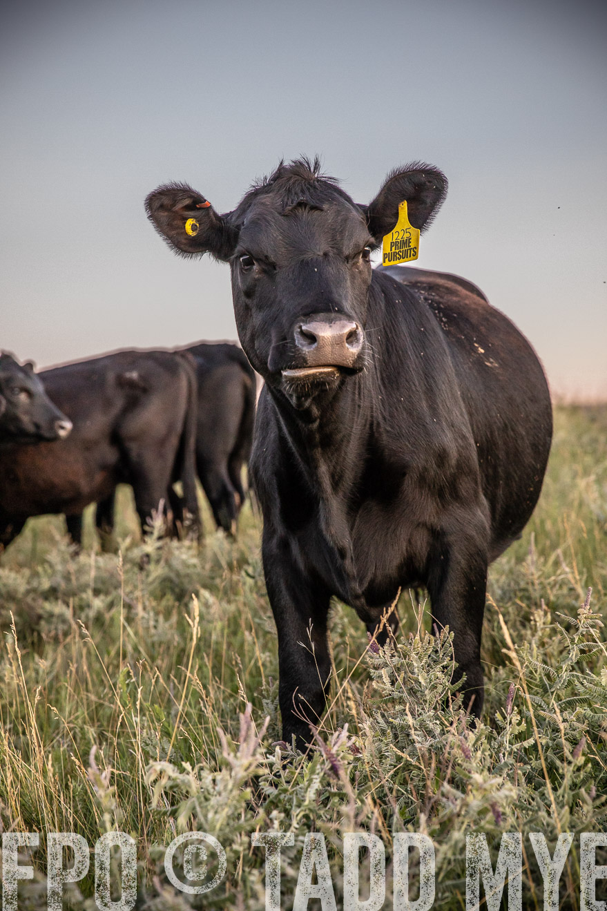 PP_TuckerRanch_NE_July2019-42885