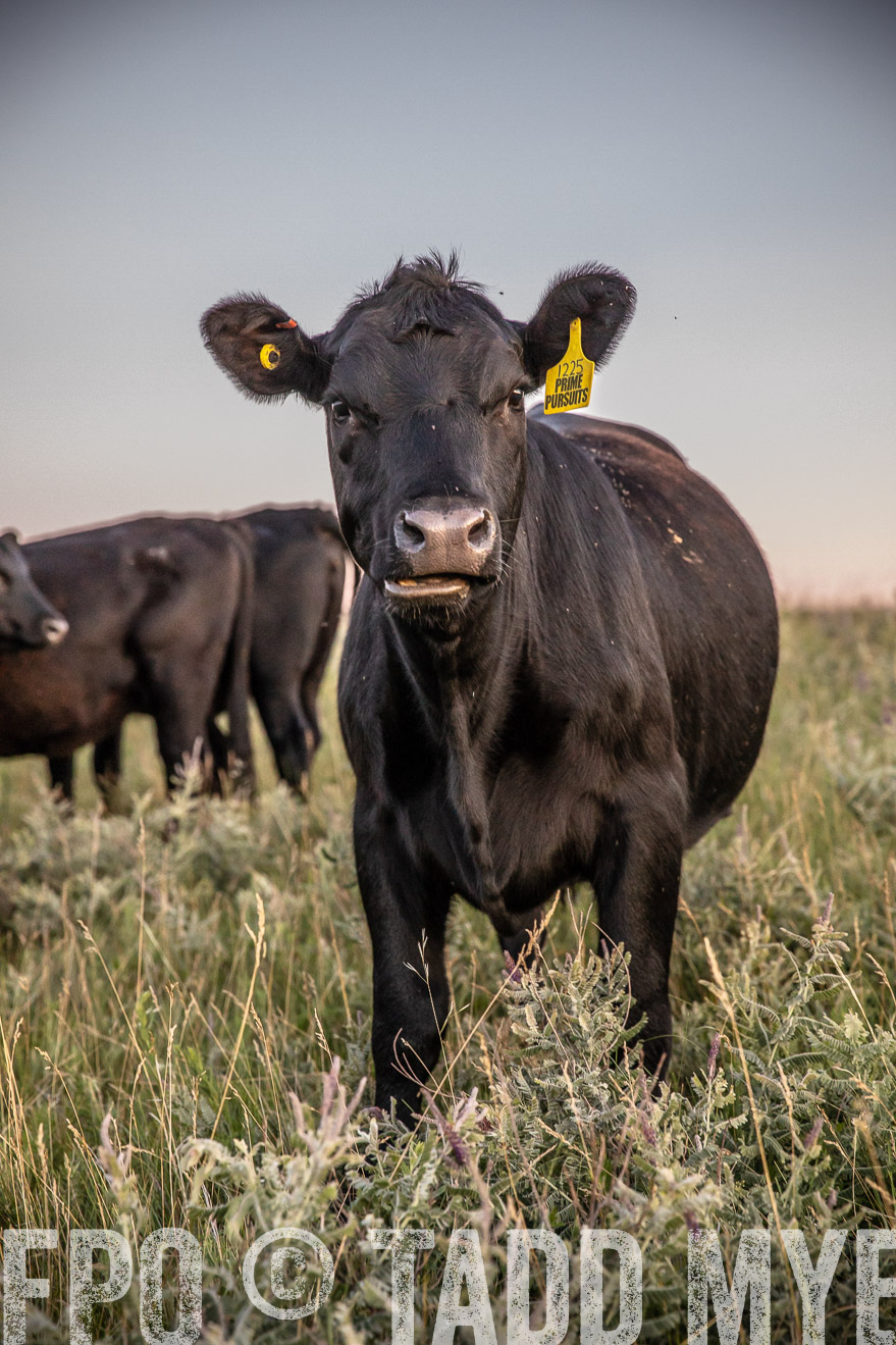 PP_TuckerRanch_NE_July2019-42887