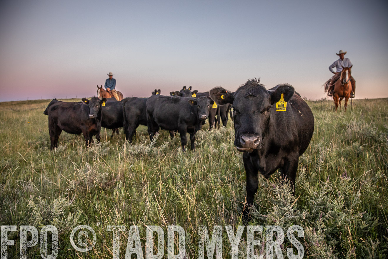PP_TuckerRanch_NE_July2019-42905