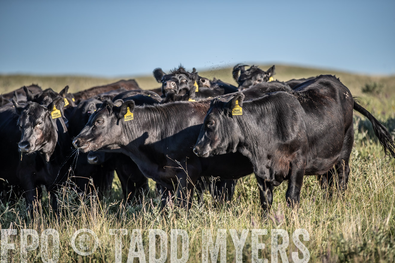 PP_TuckerRanch_NE_July2019-7270
