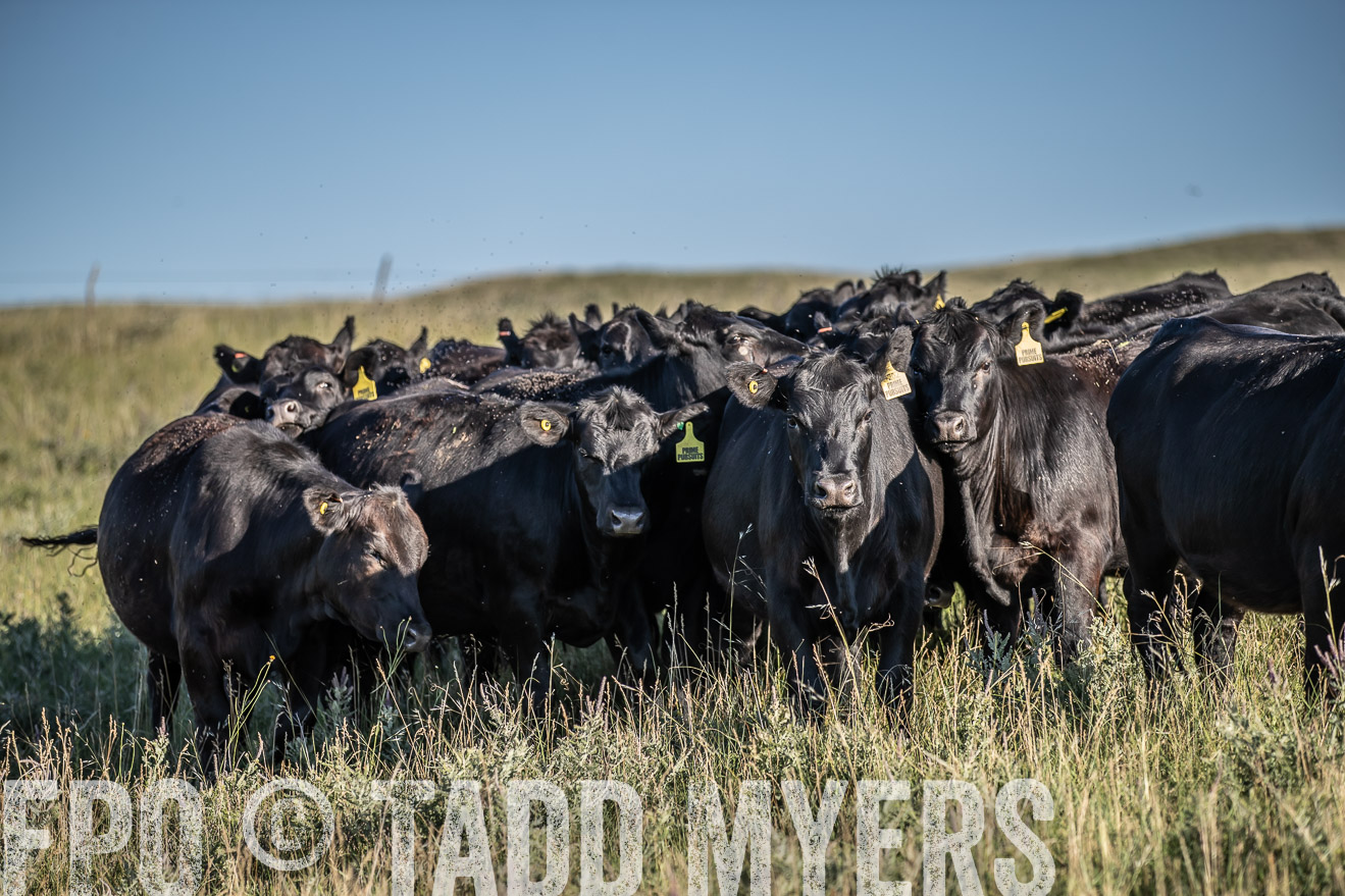 PP_TuckerRanch_NE_July2019-7271
