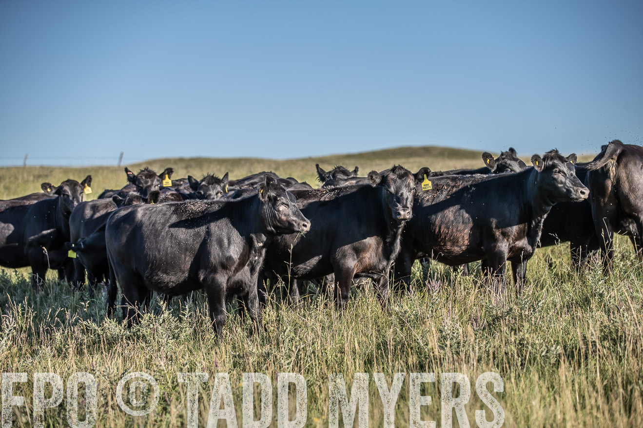 PP_TuckerRanch_NE_July2019-7281