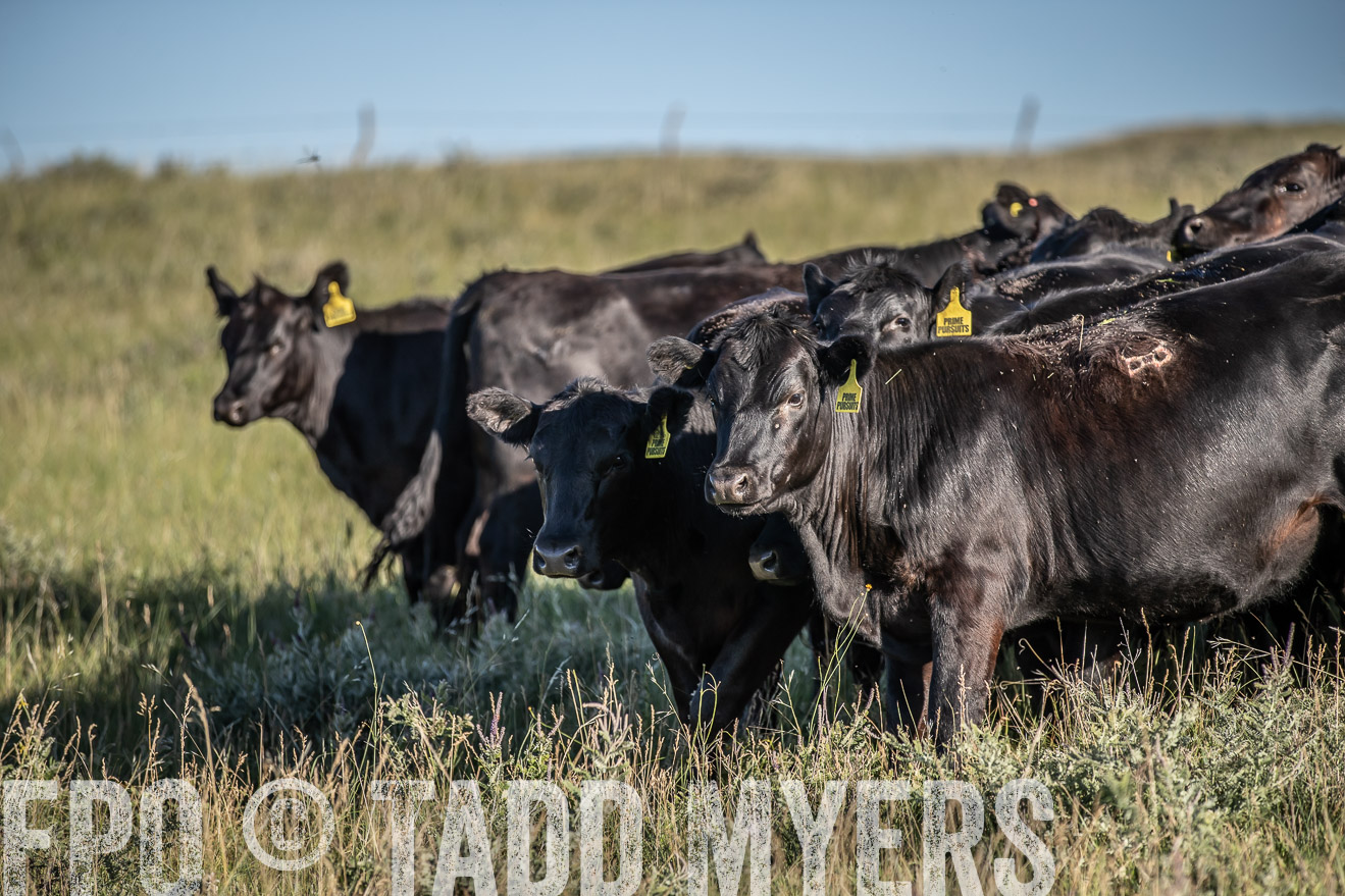 PP_TuckerRanch_NE_July2019-7282