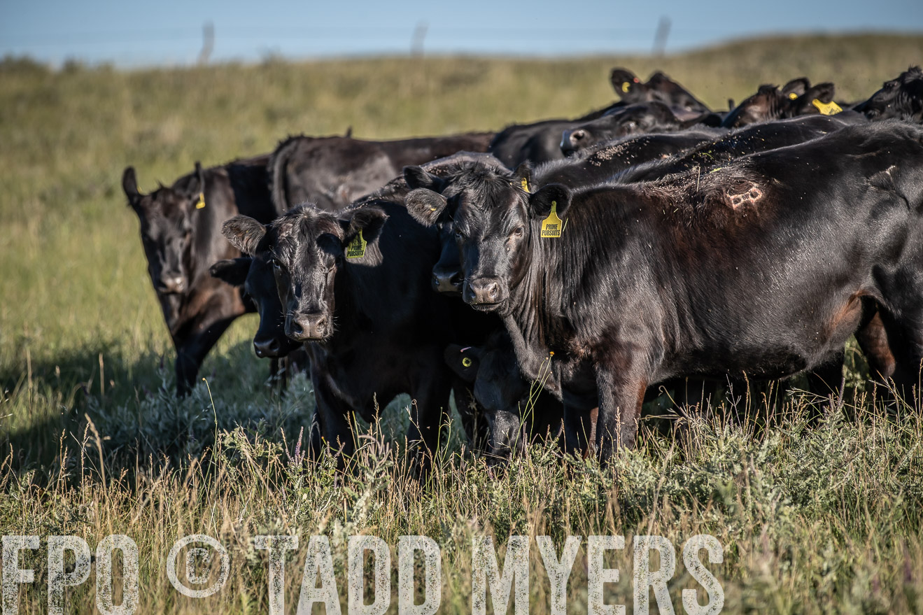 PP_TuckerRanch_NE_July2019-7283
