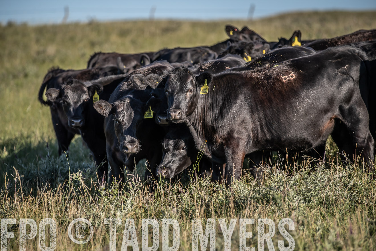 PP_TuckerRanch_NE_July2019-7284