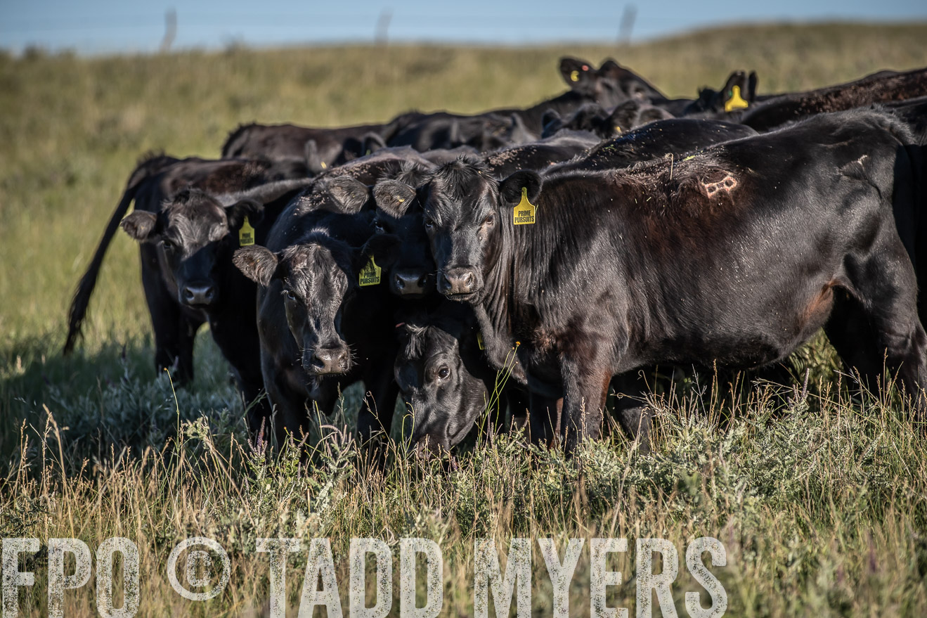 PP_TuckerRanch_NE_July2019-7285