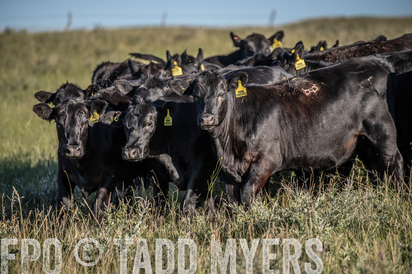 PP_TuckerRanch_NE_July2019-7286