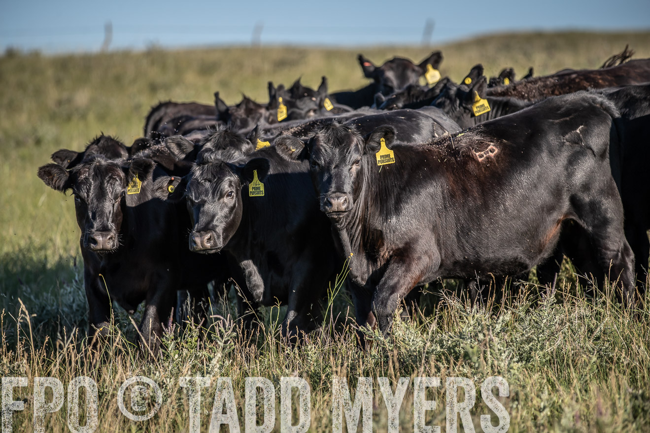 PP_TuckerRanch_NE_July2019-7287
