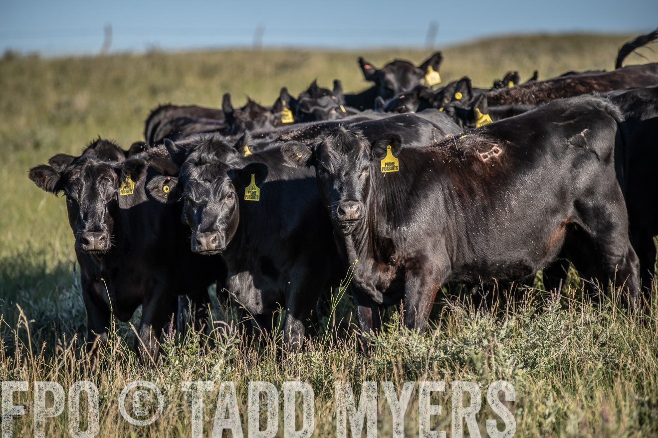 PP_TuckerRanch_NE_July2019-7288