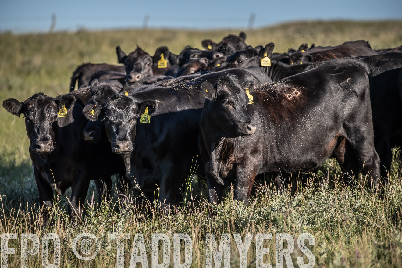 PP_TuckerRanch_NE_July2019-7290