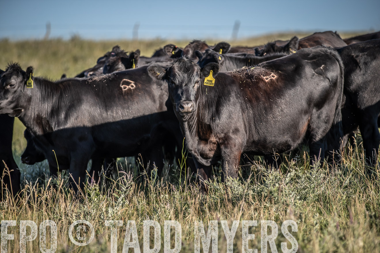 PP_TuckerRanch_NE_July2019-7294