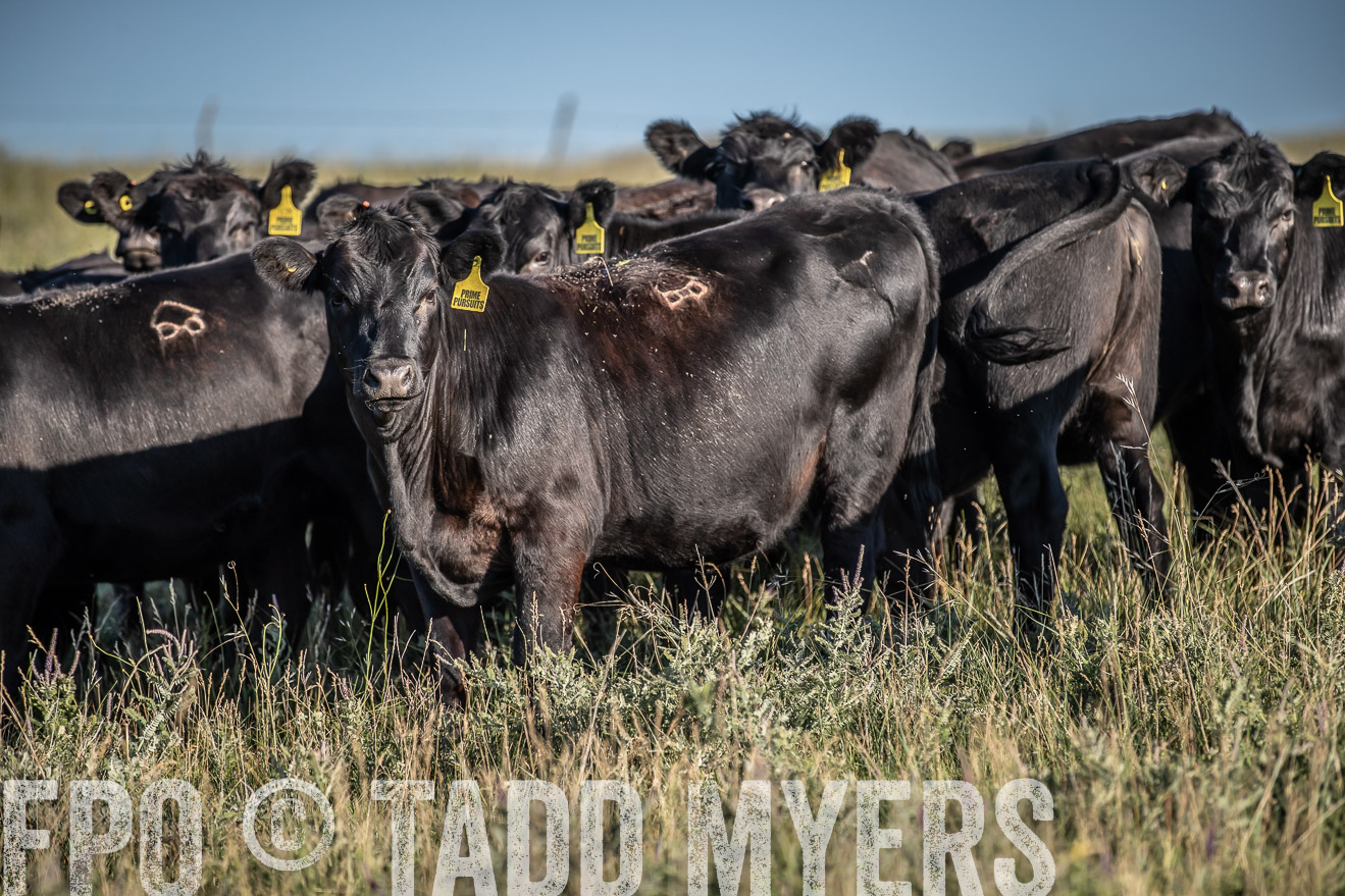 PP_TuckerRanch_NE_July2019-7296
