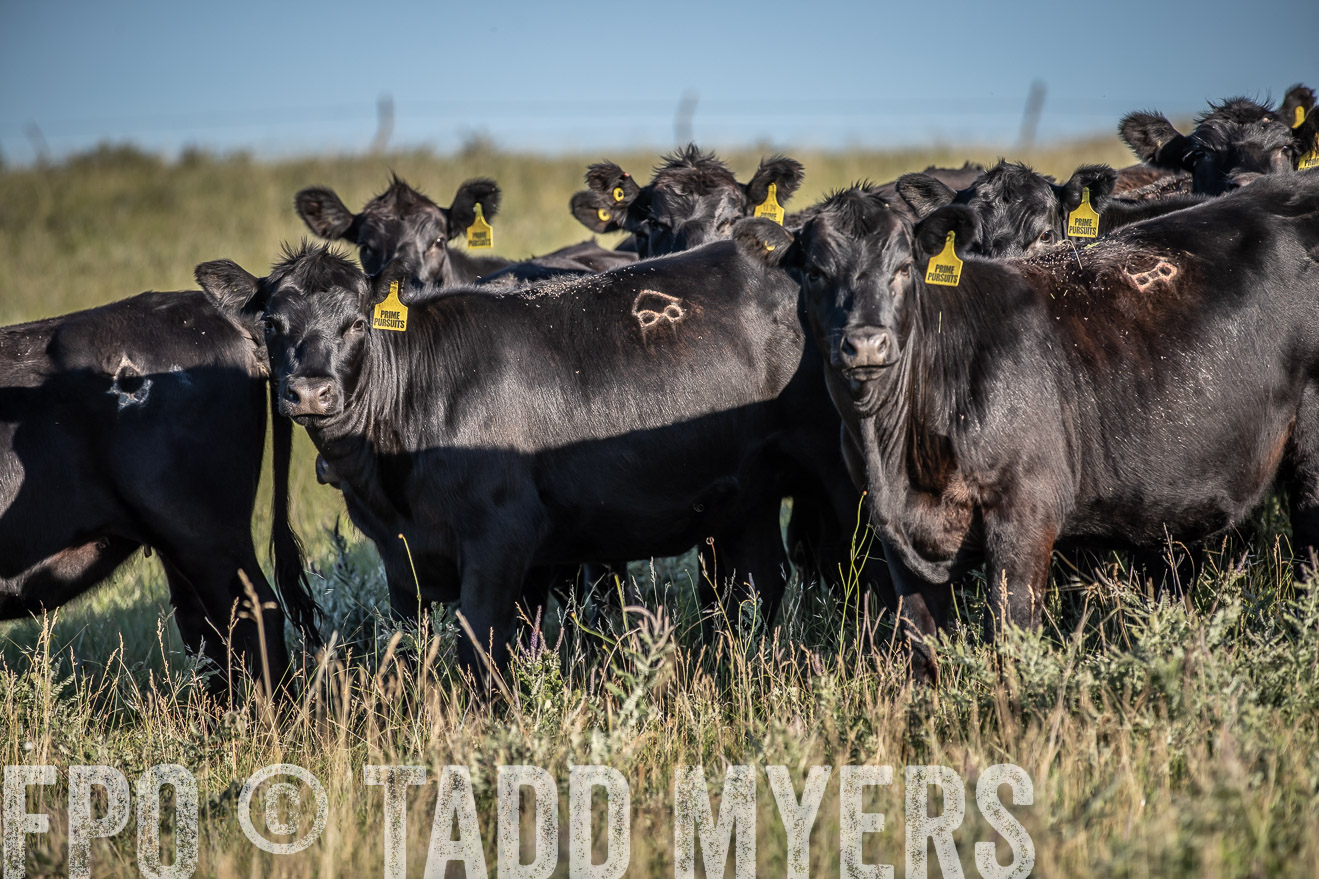 PP_TuckerRanch_NE_July2019-7298