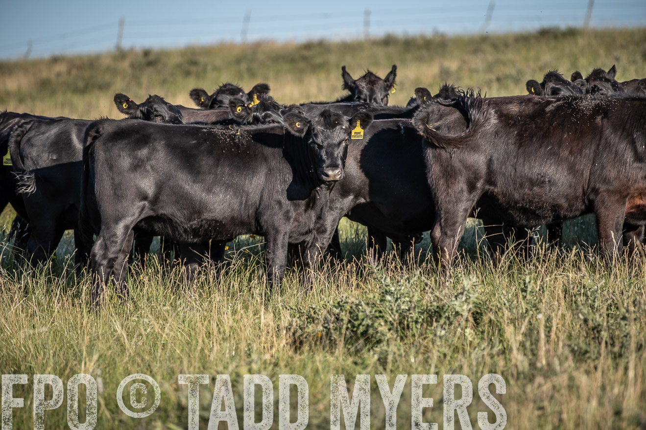 PP_TuckerRanch_NE_July2019-7301