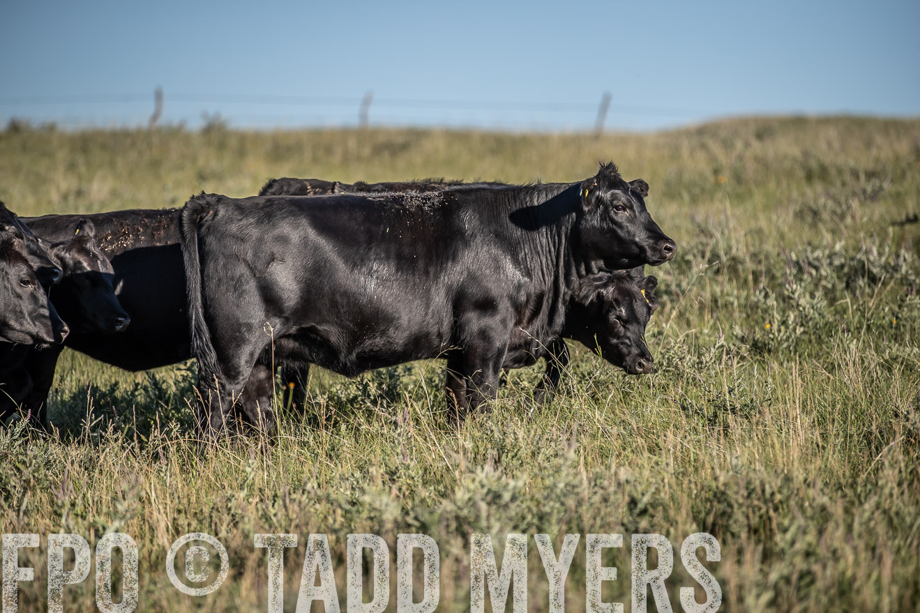 PP_TuckerRanch_NE_July2019-7302