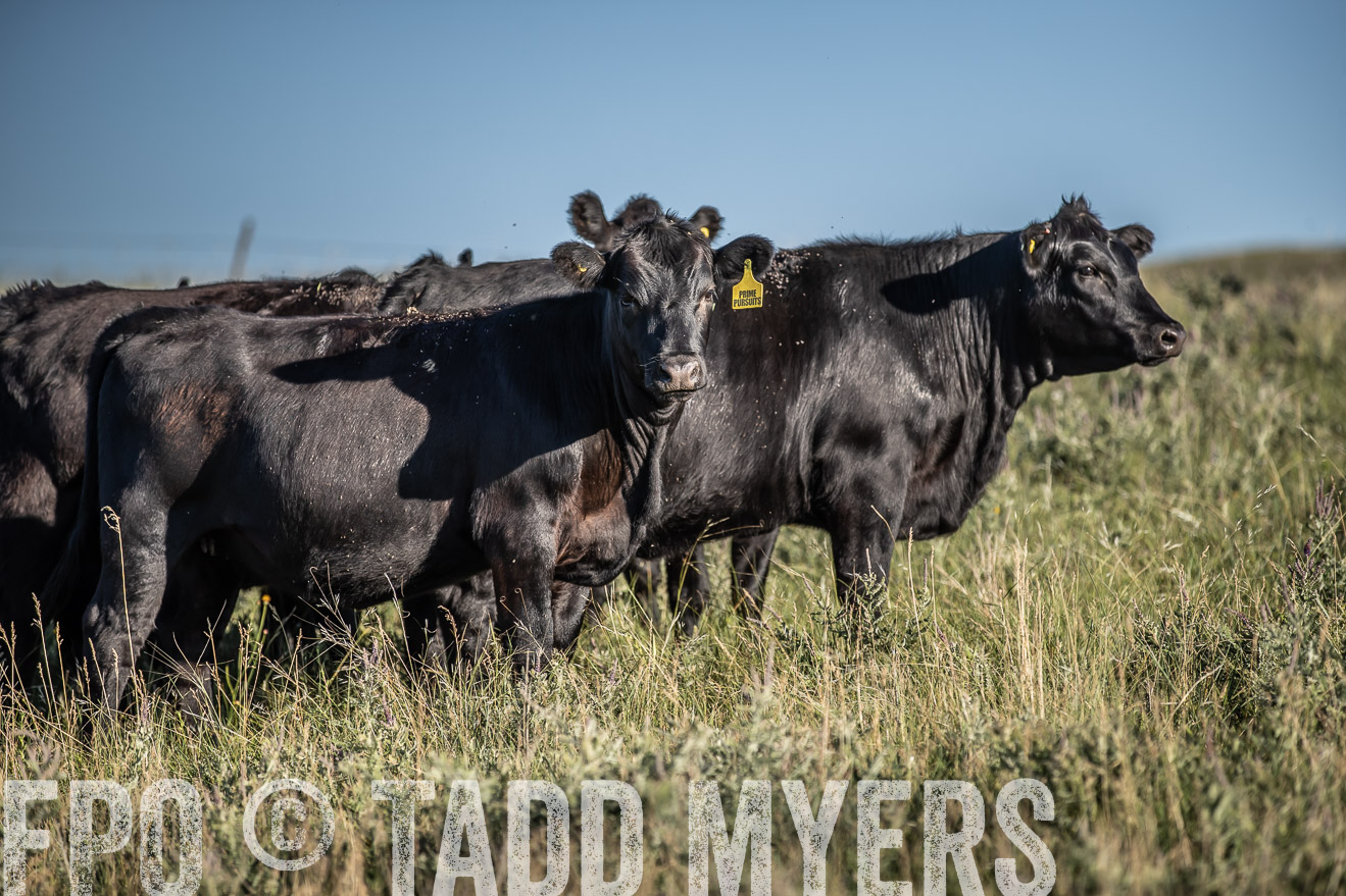 PP_TuckerRanch_NE_July2019-7306