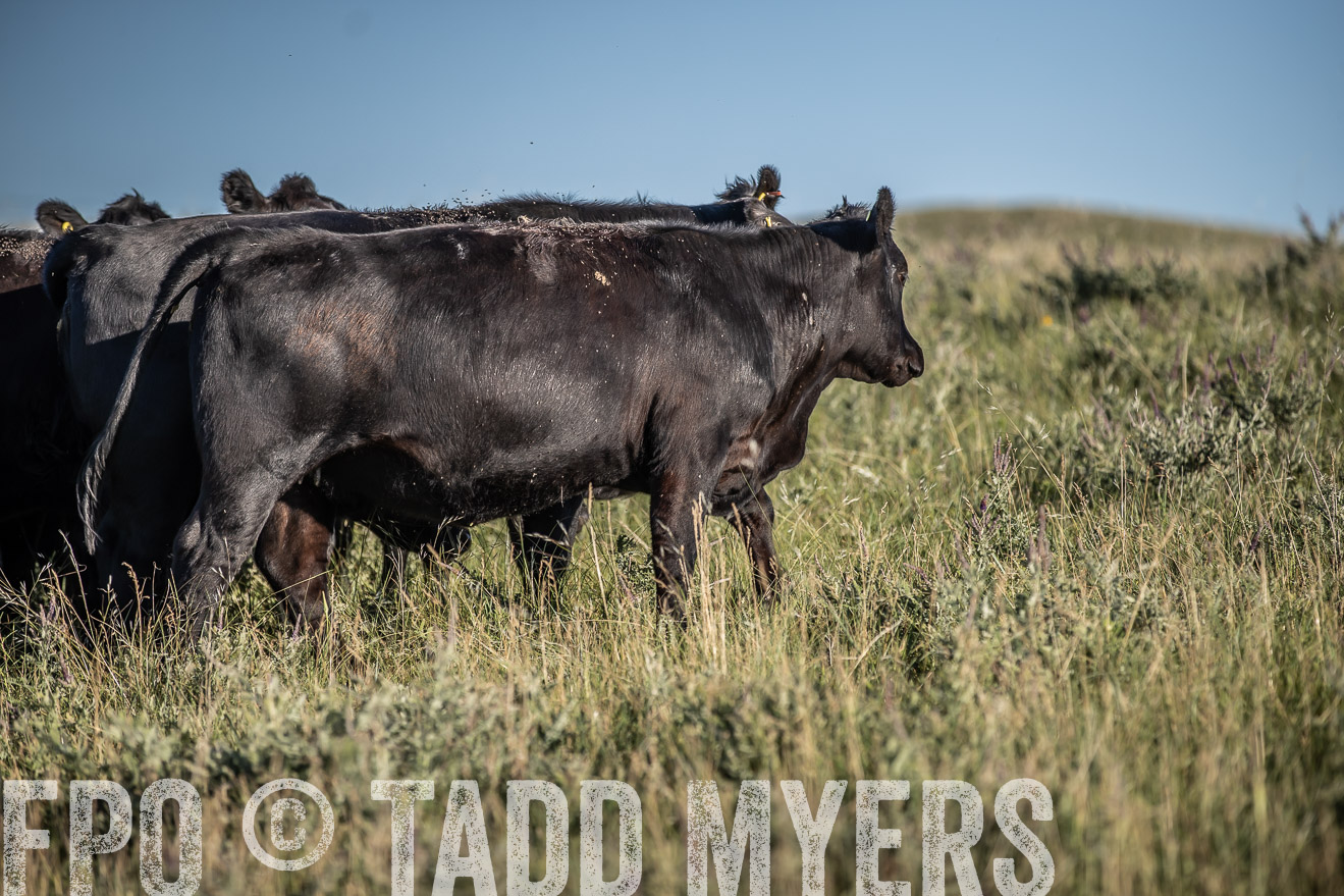 PP_TuckerRanch_NE_July2019-7309