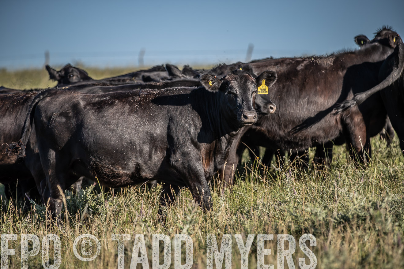 PP_TuckerRanch_NE_July2019-7311