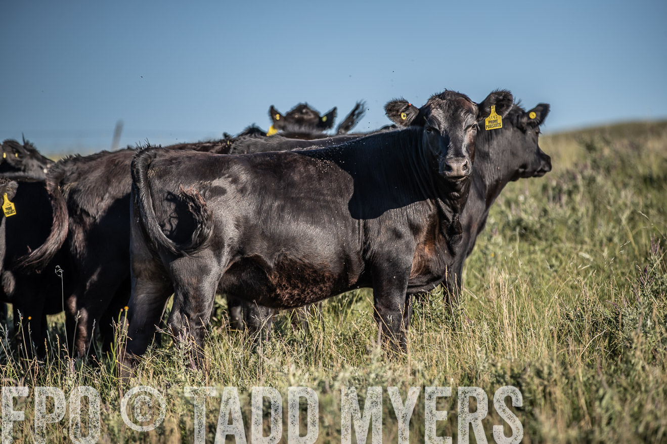PP_TuckerRanch_NE_July2019-7314