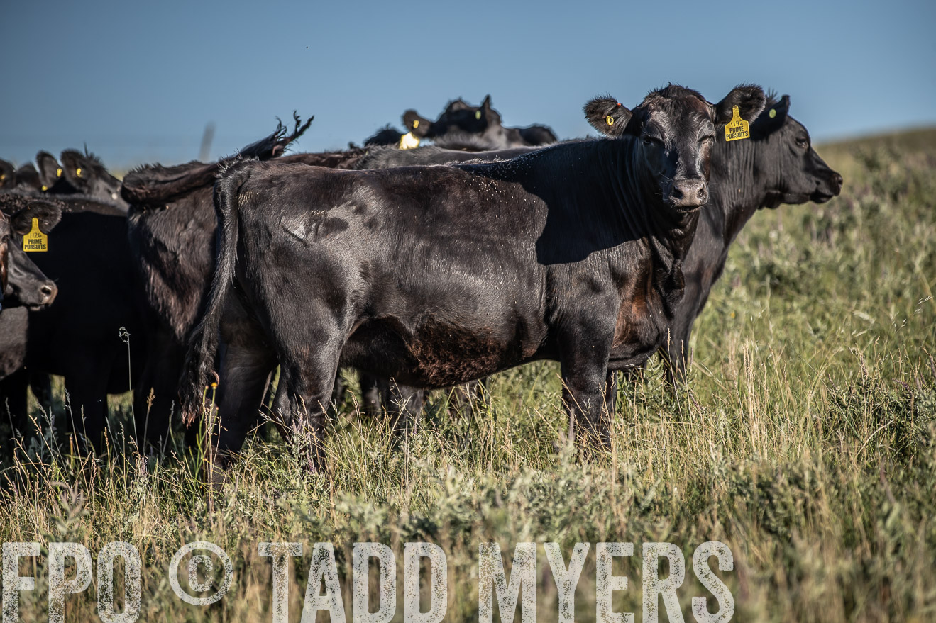 PP_TuckerRanch_NE_July2019-7316