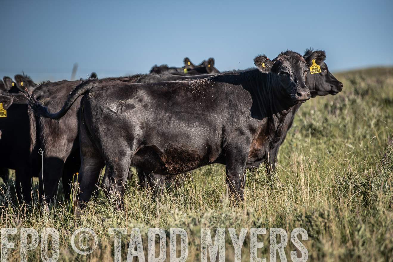 PP_TuckerRanch_NE_July2019-7318