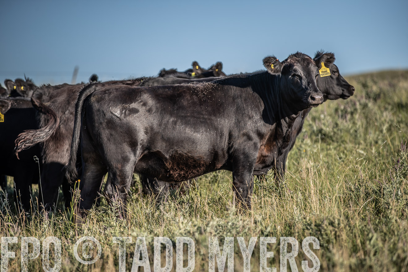 PP_TuckerRanch_NE_July2019-7319