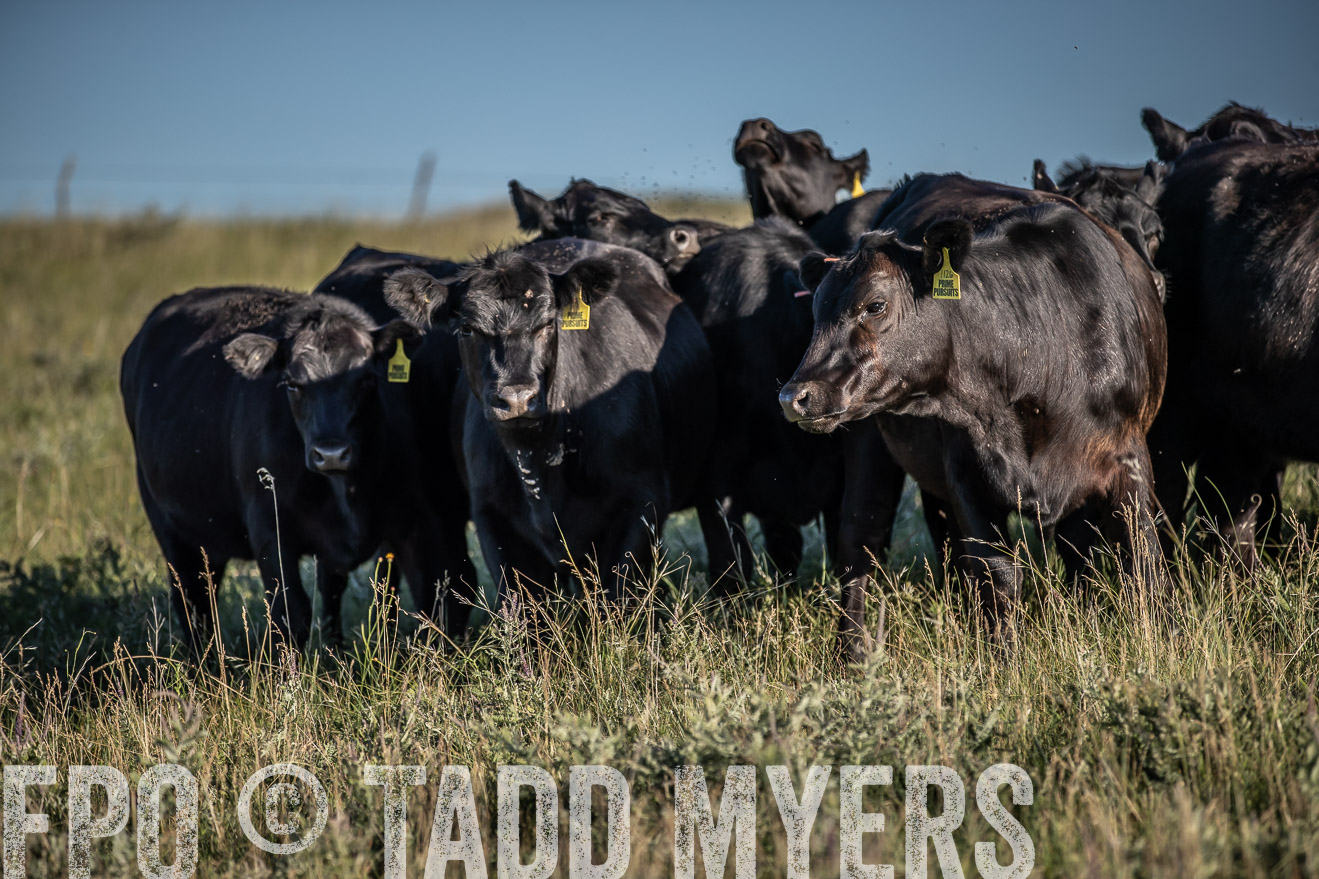 PP_TuckerRanch_NE_July2019-7342