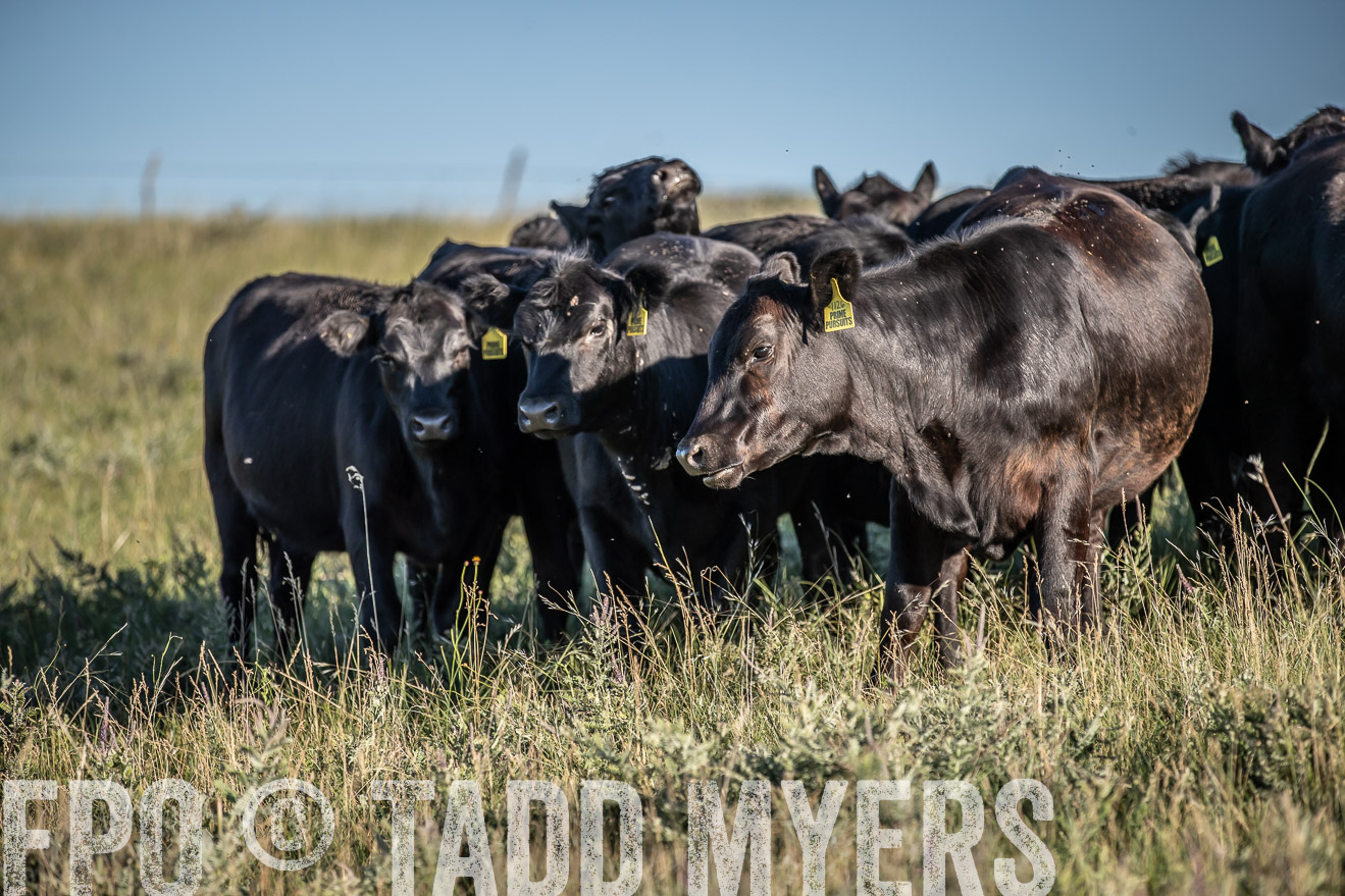 PP_TuckerRanch_NE_July2019-7346