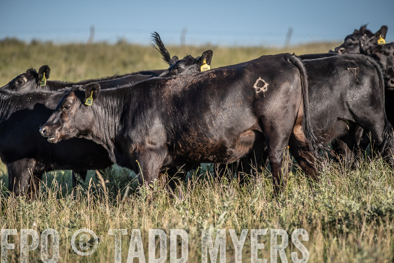 PP_TuckerRanch_NE_July2019-7347