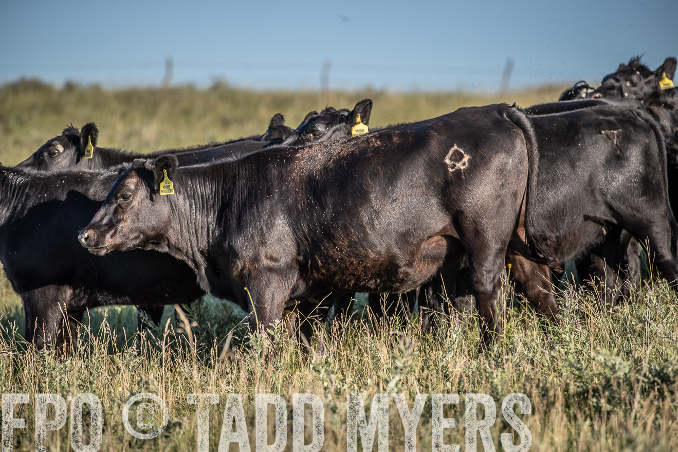 PP_TuckerRanch_NE_July2019-7348