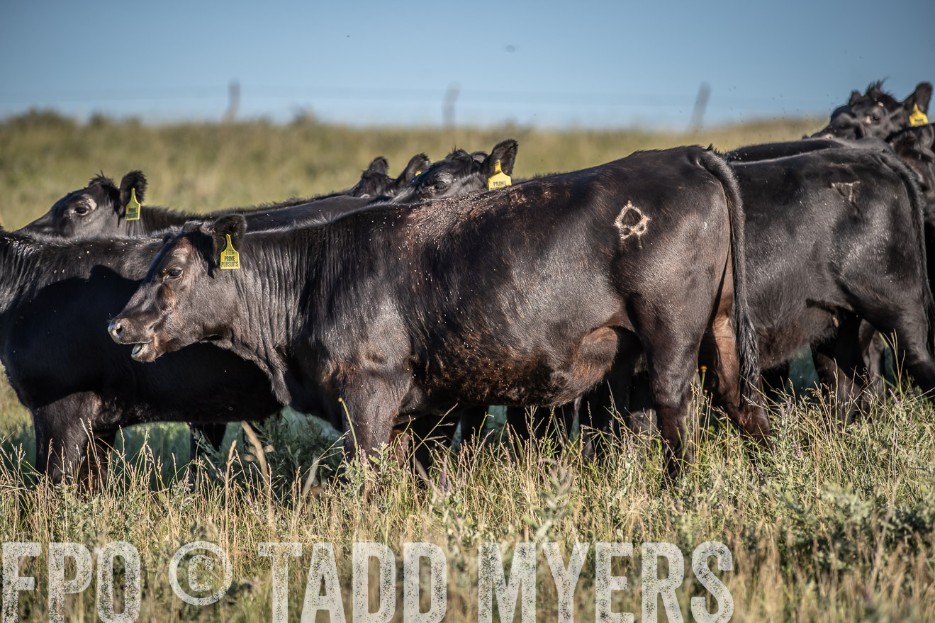 PP_TuckerRanch_NE_July2019-7349