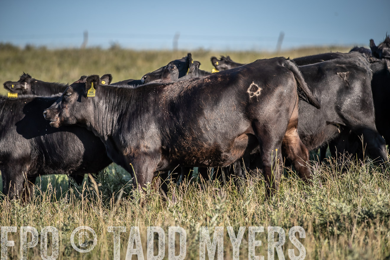 PP_TuckerRanch_NE_July2019-7350