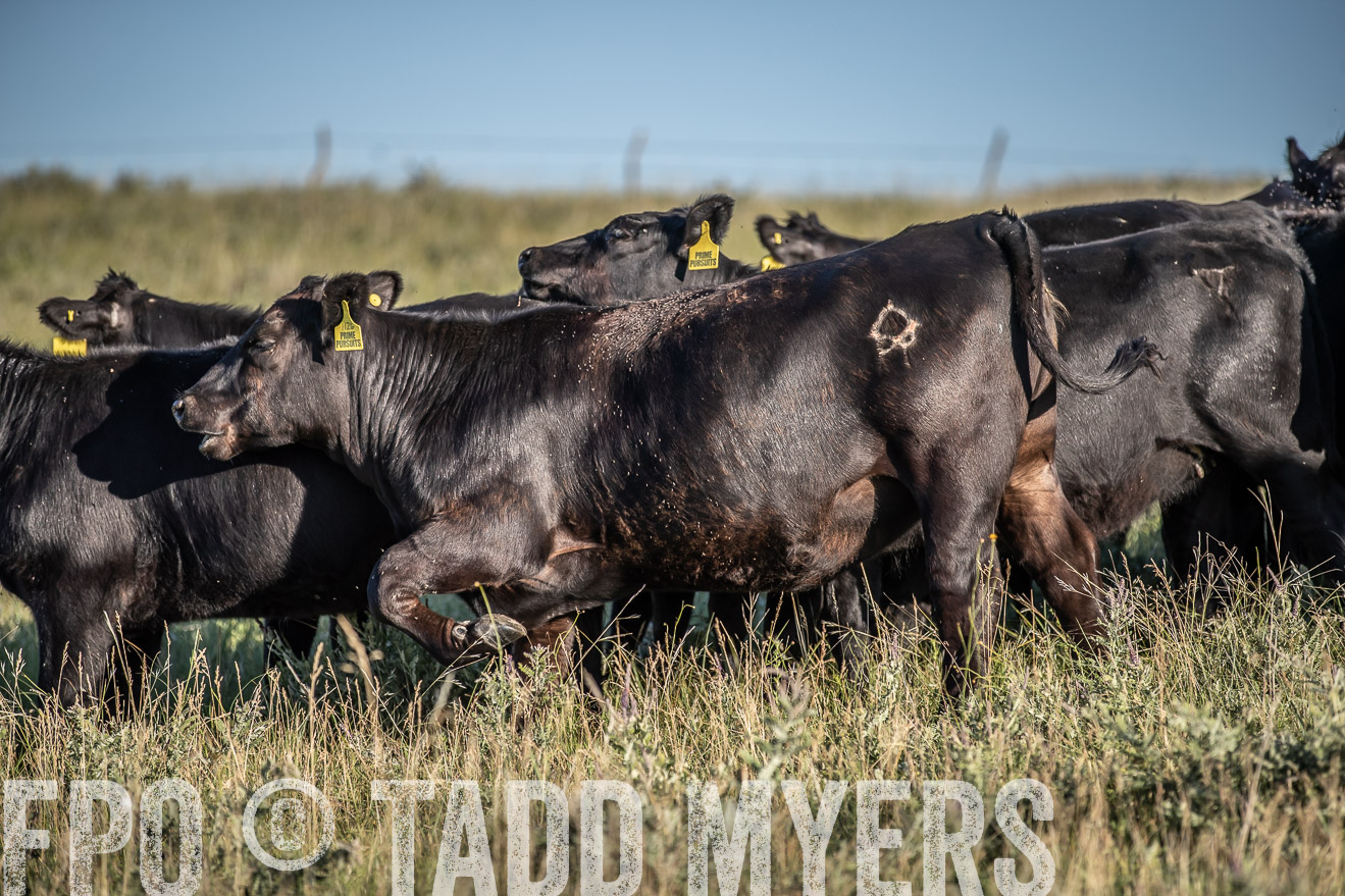 PP_TuckerRanch_NE_July2019-7351