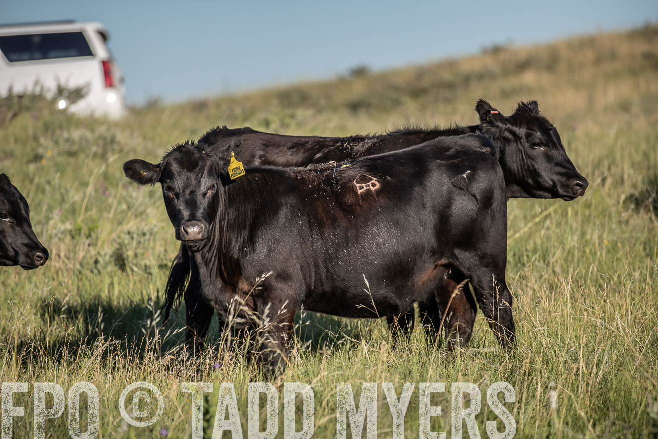 PP_TuckerRanch_NE_July2019-7364