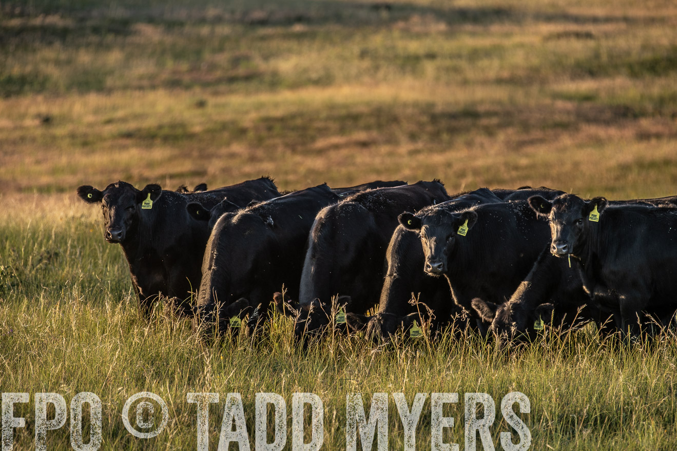 PP_TuckerRanch_NE_July2019-7626