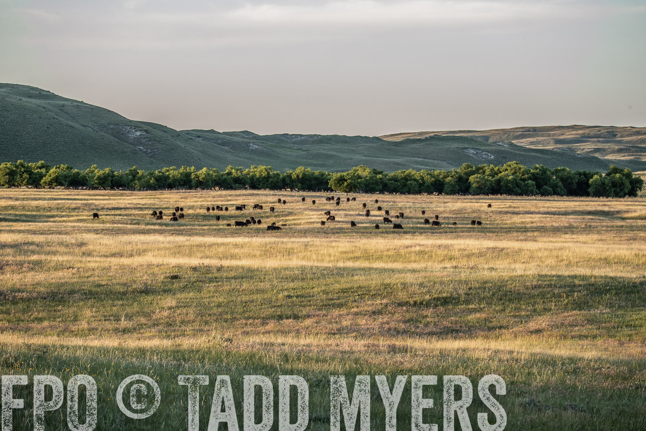 PP_TuckerRanch_NE_July2019-7722